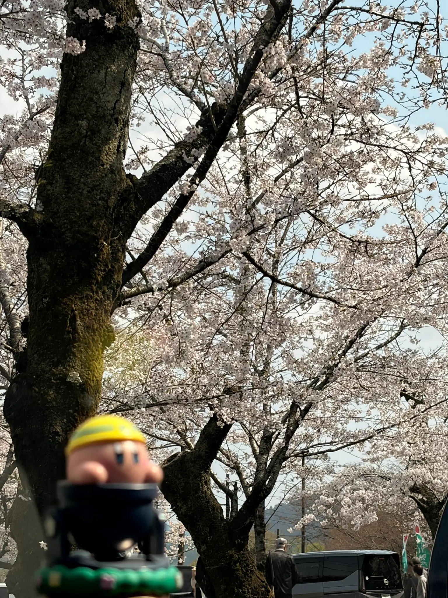家山の桜トンネルとカービィ
