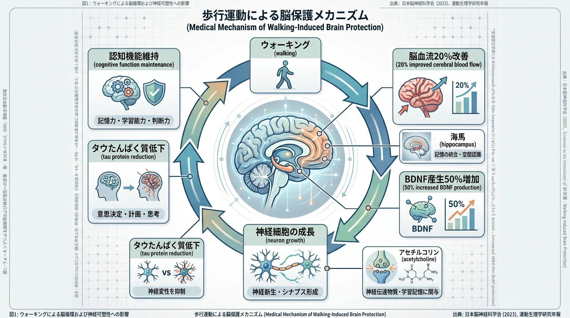 ウォーキングによる脳保護メカニズム
