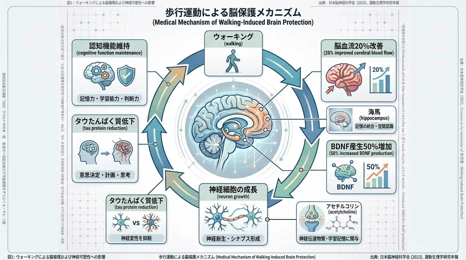 ウォーキングによる脳保護メカニズム